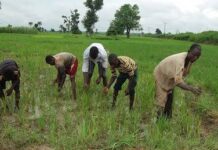 Community Praises IFAD-VCDP for Transforming Rural Farming in Enugu