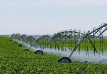 Tanzania Achieving Massive Agriculture Milestone With 130% Food Self-Sufficiency
