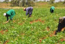 Urgent Food Security Warning: FG Told To Protect Farmers Amid New Fiscal Policy