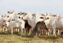 Cow Costs Hit N2.5m, Higher Than Used Cars, Butchers Lament