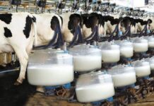 Strategic Dairy Growth: FG Targets 37,000 Women, Youths In Dairy Value Chain Women