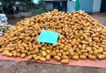Major Marijuana Seizure: Customs Hands Over Nearly 7,000 Drug Parcels To NDLEA In Ogun Marijuana