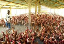 IFAD-VCDP Empowers 20 Persons With Disabilities With Poultry Packs In Enugu State Ifad
