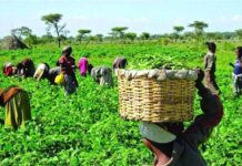 IFAD Support Boosts Wet-Season Farming As Enugu Farmers Receive Agro-Inputs Ifad