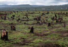 Alarm Raised Over Ecological Disaster As Ivory Coast Suffers Massive Deforestation Losses Ivory coast