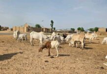 Police Thwart 2 Bandit Attacks, Recover 137 Rustled Cows In Sokoto Bandit