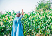 Jigawa Government Investment Boosts Climate-Smart Agriculture With N4.17 Billion Infrastructure Allocation Jigawa