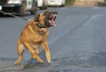 Dogs Brutally Attack Telecom Technician During MTN Installation In Benin Dogs