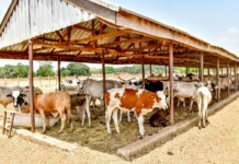 Ranching: FG Names Six States, FCT For Pilot Programme Ranching