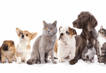 FCTA Launches Rabies Vaccination Drive Targeting 20,000 Dogs And Cats Rabies