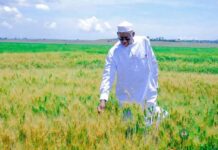 Research: Governor Namadi Unveils Key Strategy To Boost Food Security Namadi