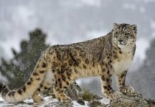 China Records Remarkable Snow Leopard Population Growth, Reaching 5,000 China